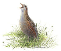 Nr.213 Kornknarr (Crex crex)