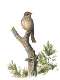 Nr.214 Gr� flugsnapparen (Muscicapa striata)