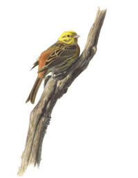 Nr.215 Gulsparv (Emberiza citrinella)