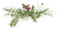 Nr.217 H�kblomstern�tfj�ril (Melitaea cinxia) / Jordtistel (Cirsium acaule)