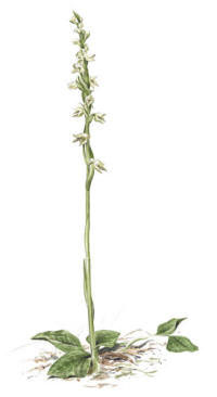 Nr.218 Kn�rot (Goodyera repens)