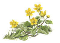 Nr.21 Kabbleka (Caltha palustris)