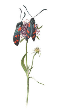 Nr.220 Allm�n/sexfl�ckig bastardsv�rmare (Zygaena filipendulae)