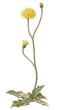 Nr.221 Sl�tterfibbla (Hypochoeris maculata)
