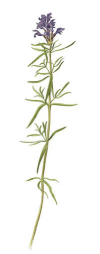 Nr.222 Drakblomma (Dracocephalum ruyschiana)
