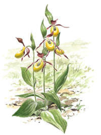 Nr.223 Guckusko (Cypripedium calceolus)