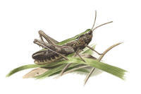 Nr.225 Gr�n �ngsgr�shoppa (Omocestus viridulus)