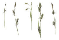 Nr.226 Loppstarr (Carex pulicaris)/ Hirsstarr (Carex panicea)/ H�rstarr (Carex capillaris)/ Hartmansstarr (Carex hartmanii)/ �ngsstarr (Carex hostiana)