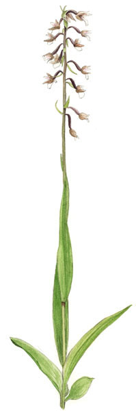 Nr.227 K�rrknipprot (Epipactis palustris)