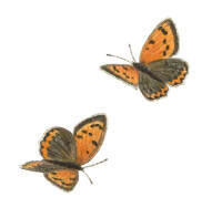 Nr.228 Liten guldvinge (Lycaena phlaeas)