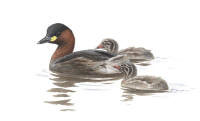 Nr.229 Sm�dopping (Tachybaptus ruficollis)