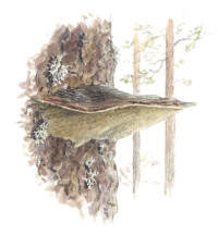 Nr.22 Tallticka (Phellinus pini)
