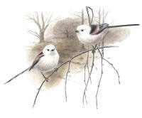 Nr.241 Stj�rtmes (Aegithalos caudatus)