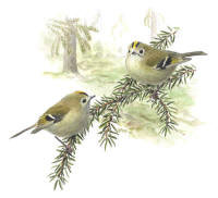 Nr.242 Kungsf�gel (Regulus regulus)