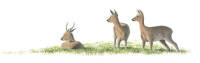 Nr.24 R�djur (Capreolus capreolus)