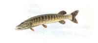 Nr.267 G�dda (Esox lucius)
