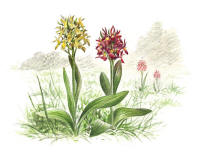 Nr.26 Adam och Eva (Dactylorhiza sambucina)