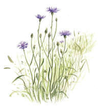 Nr.273 Bl�klint (Centaurea cyanus)