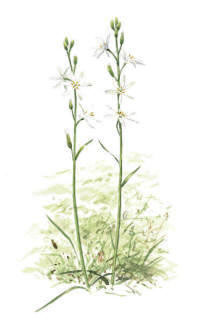 Nr.277 Stor sandlilja (Anthericum liliago)