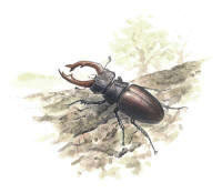 Nr.278 Ekoxe (Lucanus cervus)