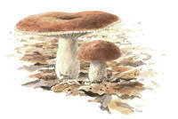 Nr.279 Kantkremla (Russula vesca)