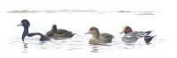 Nr.27 Vigg (Aythya fuligula) / Bl�sand (Anas penelope)