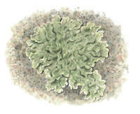 Nr.281 Getlav (Flavoparmelia caperata)