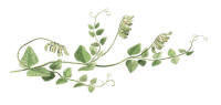 Nr.283 �rtvicker (Vicia pisiformis)