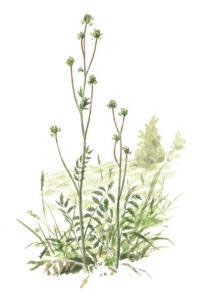Nr.286 Pimpinell (Sanguisorba minor)