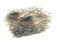Nr.287 Rosenticka (Fomitopsis rosea)