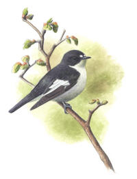 Nr.28 Svartvit flugsnappare (Ficedula hypoleuca)