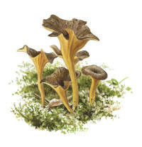 Nr.294 R�dgul trumpetsvamp (Cantharellus lutescens)