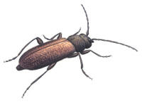 Nr.2 Bronshjon (Callidium coriaceum)