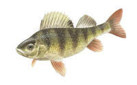 Nr.302 Abborre (Perca fluviatilis)