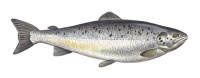 Nr.303 Lax (Salmo salar)
