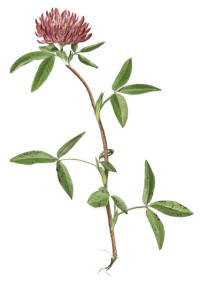 Nr.304 Skogskl�ver (Trifolium medium)
