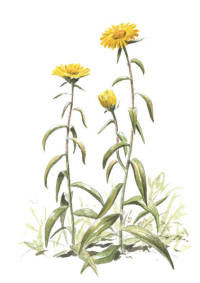 Nr.305 Krissla&nbsp;(Inula salicina)