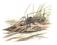 Nr.308 K�rrspindel (Dolomedes fimbriatus)
