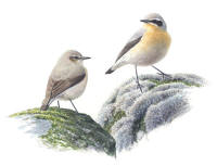Nr.30 Stenskv�tta (Oenanthe oenanthe)