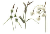 Nr.312 N�bbstarr(Carex lepidocarpa Tausch.)/ Slankstarr(Carex flacca Schreb.)/ Gr�sull (Eriophorum latifolium Hoppe)