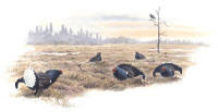 Nr.321 Orre (Tetrao tetrix)