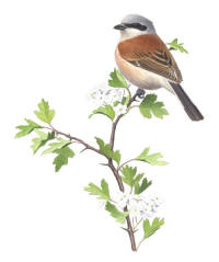 Nr.327 T�rnskata (Lanius collurio)