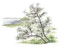 Nr.32 Havtorn (Hippopha� rhamnoides)