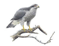 Nr.333 Duvh�k (Accipiter gentilis)