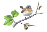 Nr.334 Mindre flugsnappare (Ficedula parva)