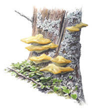 Nr.336 Tr�dtickan (Climacocystis borealis)