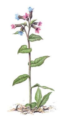 Nr.338 Lung�rt (Pulmonaria obscura)