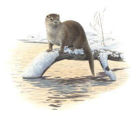 Nr.340 Utter (Lutra lutra)