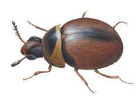 Nr.342 S�gtandad mycelbagge (Liodopria serricornis)