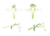 Nr.343 Nattviol (Platanthera bifolia), gr�nvit nattviol (Platanthera chlorantha)